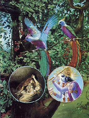 Alma e Superalma - 2 p�ssaros no cora��o de todos os seres vivos